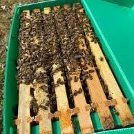 Nucleus of Bees